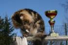 gicamurinesrabestsiberiancatyoungfor2008andsecondbestadultsiberiancatcluboffinland10_small.jpg