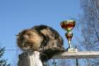 gicamurinesrabestsiberiancatyoungfor2008andsecondbestadultsiberiancatcluboffinland11_small.jpg