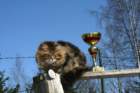 gicamurinesrabestsiberiancatyoungfor2008andsecondbestadultsiberiancatcluboffinland12_small.jpg