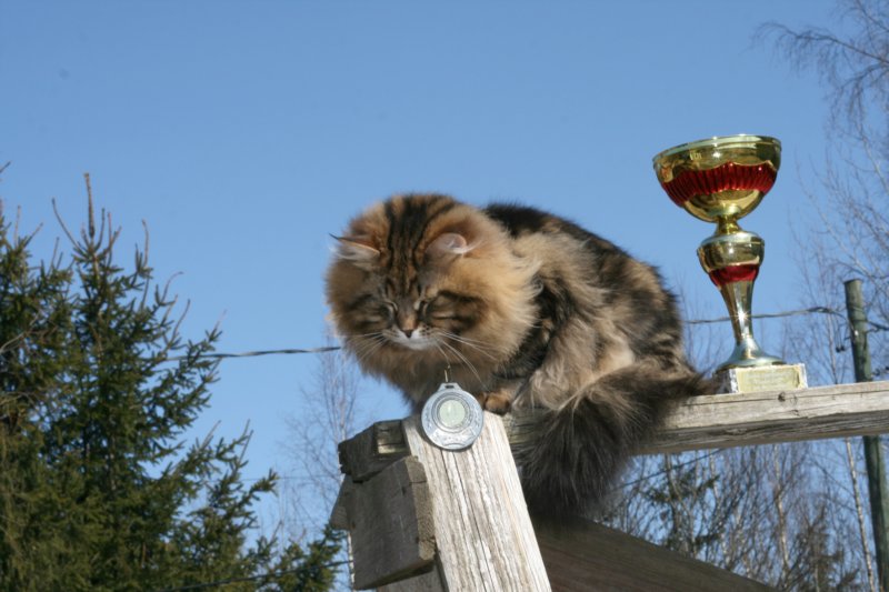 gicamurinesrabestsiberiancatyoungfor2008andsecondbestadultsiberiancatcluboffinland13.jpg