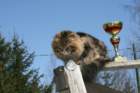 gicamurinesrabestsiberiancatyoungfor2008andsecondbestadultsiberiancatcluboffinland13_small.jpg