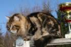 gicamurinesrabestsiberiancatyoungfor2008andsecondbestadultsiberiancatcluboffinland14_small.jpg