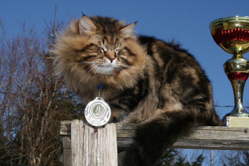 gicamurinesrabestsiberiancatyoungfor2008andsecondbestadultsiberiancatcluboffinland15.jpg