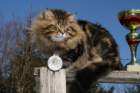 gicamurinesrabestsiberiancatyoungfor2008andsecondbestadultsiberiancatcluboffinland15_small.jpg