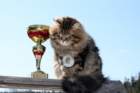 gicamurinesrabestsiberiancatyoungfor2008andsecondbestadultsiberiancatcluboffinland16_small.jpg