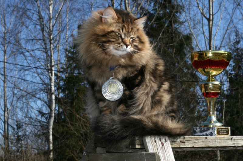 gicamurinesrabestsiberiancatyoungfor2008andsecondbestadultsiberiancatcluboffinland17.jpg