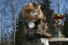 gicamurinesrabestsiberiancatyoungfor2008andsecondbestadultsiberiancatcluboffinland17_small.jpg