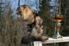 gicamurinesrabestsiberiancatyoungfor2008andsecondbestadultsiberiancatcluboffinland18_small.jpg