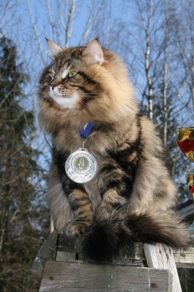 gicamurinesrabestsiberiancatyoungfor2008andsecondbestadultsiberiancatcluboffinland19.jpg