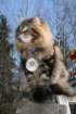 gicamurinesrabestsiberiancatyoungfor2008andsecondbestadultsiberiancatcluboffinland19_small.jpg