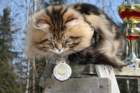 gicamurinesrabestsiberiancatyoungfor2008andsecondbestadultsiberiancatcluboffinland20_small.jpg