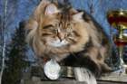 gicamurinesrabestsiberiancatyoungfor2008andsecondbestadultsiberiancatcluboffinland21_small.jpg