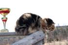 gicamurinesrabestsiberiancatyoungfor2008andsecondbestadultsiberiancatcluboffinland22_small.jpg