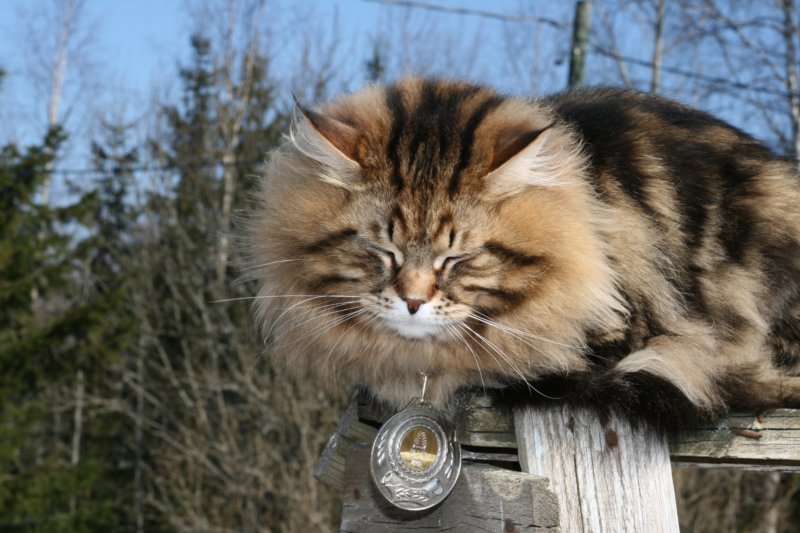 gicamurinesrabestsiberiancatyoungfor2008andsecondbestadultsiberiancatcluboffinland23.jpg