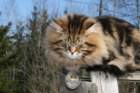 gicamurinesrabestsiberiancatyoungfor2008andsecondbestadultsiberiancatcluboffinland23_small.jpg