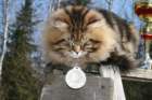 gicamurinesrabestsiberiancatyoungfor2008andsecondbestadultsiberiancatcluboffinland24_small.jpg