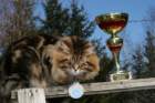 gicamurinesrabestsiberiancatyoungfor2008andsecondbestadultsiberiancatcluboffinland25_small.jpg