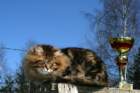 gicamurinesrabestsiberiancatyoungfor2008andsecondbestadultsiberiancatcluboffinland26_small.jpg