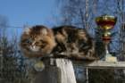 gicamurinesrabestsiberiancatyoungfor2008andsecondbestadultsiberiancatcluboffinland27_small.jpg