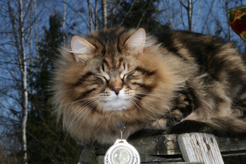 gicamurinesrabestsiberiancatyoungfor2008andsecondbestadultsiberiancatcluboffinland28.jpg