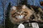 gicamurinesrabestsiberiancatyoungfor2008andsecondbestadultsiberiancatcluboffinland28_small.jpg