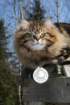 gicamurinesrabestsiberiancatyoungfor2008andsecondbestadultsiberiancatcluboffinland29_small.jpg