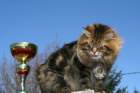 gicamurinesrabestsiberiancatyoungfor2008andsecondbestadultsiberiancatcluboffinland2_small.jpg