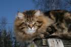 gicamurinesrabestsiberiancatyoungfor2008andsecondbestadultsiberiancatcluboffinland30_small.jpg