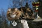 gicamurinesrabestsiberiancatyoungfor2008andsecondbestadultsiberiancatcluboffinland31_small.jpg