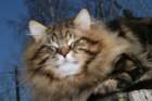 gicamurinesrabestsiberiancatyoungfor2008andsecondbestadultsiberiancatcluboffinland32_small.jpg