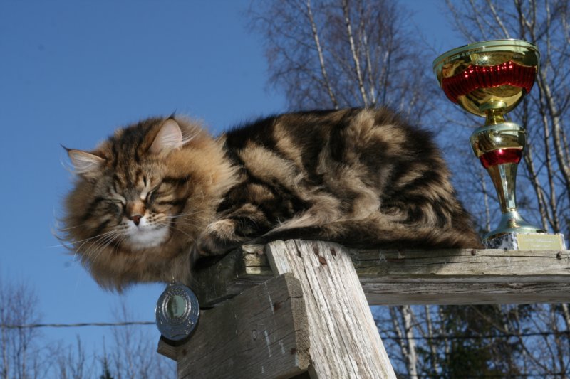 gicamurinesrabestsiberiancatyoungfor2008andsecondbestadultsiberiancatcluboffinland33.jpg