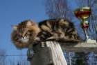 gicamurinesrabestsiberiancatyoungfor2008andsecondbestadultsiberiancatcluboffinland33_small.jpg