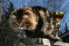 gicamurinesrabestsiberiancatyoungfor2008andsecondbestadultsiberiancatcluboffinland34_small.jpg