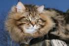 gicamurinesrabestsiberiancatyoungfor2008andsecondbestadultsiberiancatcluboffinland35_small.jpg
