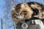 gicamurinesrabestsiberiancatyoungfor2008andsecondbestadultsiberiancatcluboffinland36_small.jpg