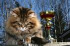 gicamurinesrabestsiberiancatyoungfor2008andsecondbestadultsiberiancatcluboffinland37_small.jpg