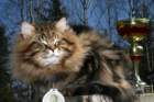 gicamurinesrabestsiberiancatyoungfor2008andsecondbestadultsiberiancatcluboffinland38_small.jpg