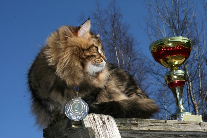 gicamurinesrabestsiberiancatyoungfor2008andsecondbestadultsiberiancatcluboffinland39.jpg