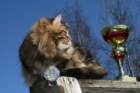 gicamurinesrabestsiberiancatyoungfor2008andsecondbestadultsiberiancatcluboffinland39_small.jpg
