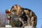 gicamurinesrabestsiberiancatyoungfor2008andsecondbestadultsiberiancatcluboffinland3_small.jpg