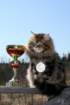 gicamurinesrabestsiberiancatyoungfor2008andsecondbestadultsiberiancatcluboffinland40_small.jpg