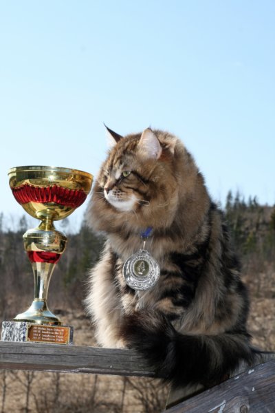 gicamurinesrabestsiberiancatyoungfor2008andsecondbestadultsiberiancatcluboffinland41.jpg