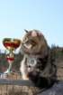 gicamurinesrabestsiberiancatyoungfor2008andsecondbestadultsiberiancatcluboffinland41_small.jpg