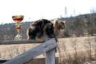 gicamurinesrabestsiberiancatyoungfor2008andsecondbestadultsiberiancatcluboffinland42_small.jpg