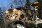 gicamurinesrabestsiberiancatyoungfor2008andsecondbestadultsiberiancatcluboffinland43_small.jpg
