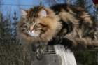 gicamurinesrabestsiberiancatyoungfor2008andsecondbestadultsiberiancatcluboffinland44_small.jpg