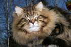 gicamurinesrabestsiberiancatyoungfor2008andsecondbestadultsiberiancatcluboffinland45_small.jpg