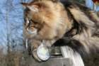 gicamurinesrabestsiberiancatyoungfor2008andsecondbestadultsiberiancatcluboffinland46_small.jpg