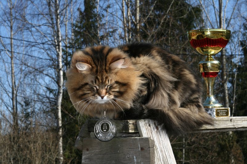 gicamurinesrabestsiberiancatyoungfor2008andsecondbestadultsiberiancatcluboffinland47.jpg