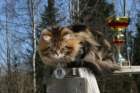 gicamurinesrabestsiberiancatyoungfor2008andsecondbestadultsiberiancatcluboffinland47_small.jpg